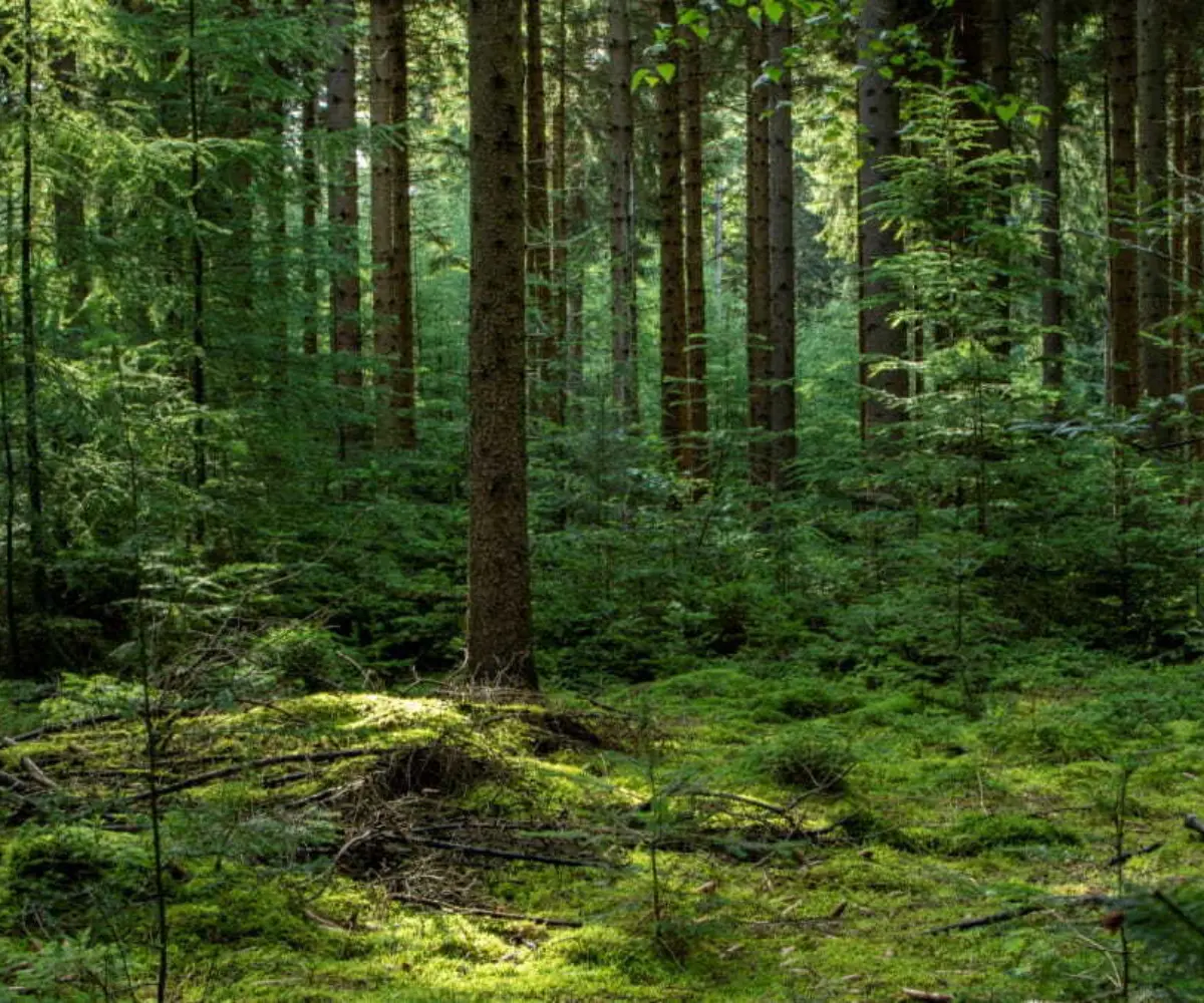 Boswachterij staphors